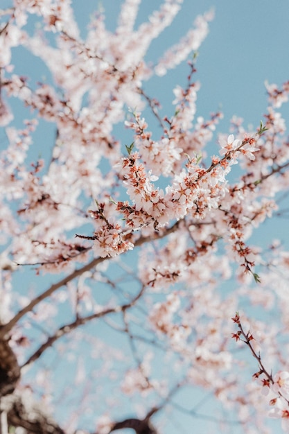 Uma árvore com flores cor de rosa no céu