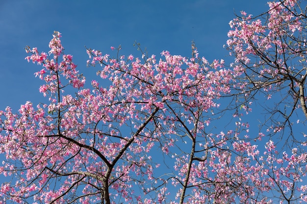 Uma árvore com flores cor de rosa no céu