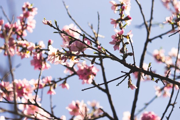 Uma árvore com flores cor de rosa no céu