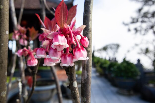 Foto uma árvore com flores cor de rosa no jardim