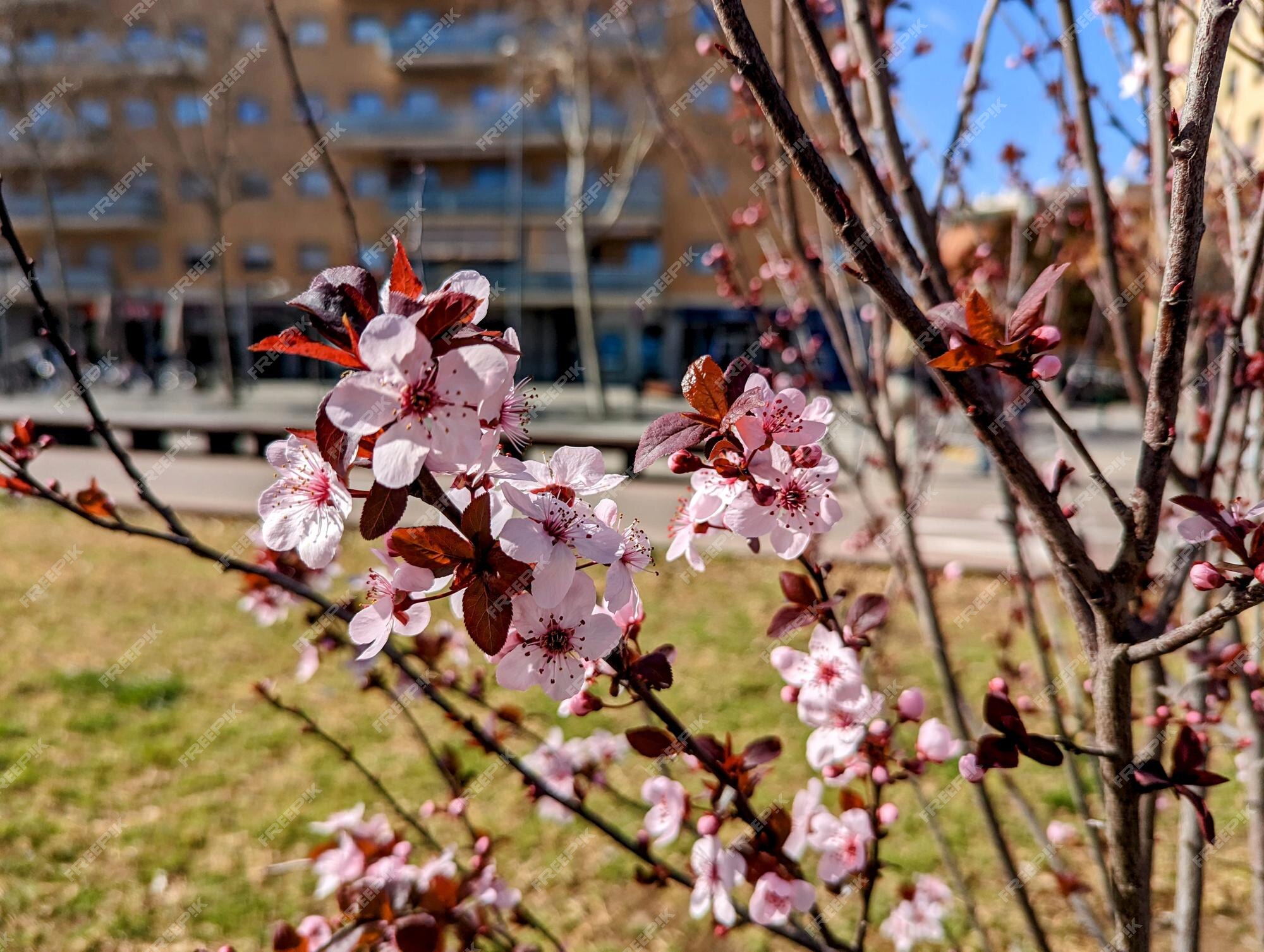 Um prédio rosa e branco com uma árvore ao fundo que diz flor de cerejeira.