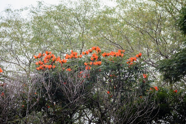 Uma árvore com flores de laranjeira no meio