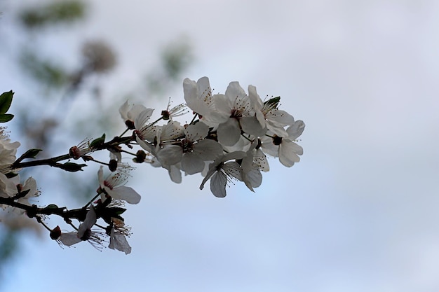 Uma árvore com flores no céu