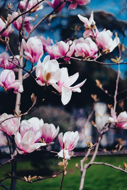 Uma árvore com flores que estão florescendo na primavera.