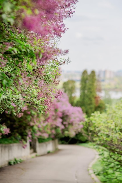 Foto uma árvore com flores roxas está em flor