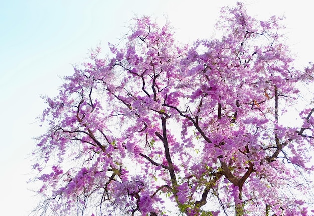 Uma árvore com flores roxas no céu