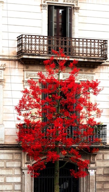 Uma árvore com flores vermelhas em frente a uma varanda