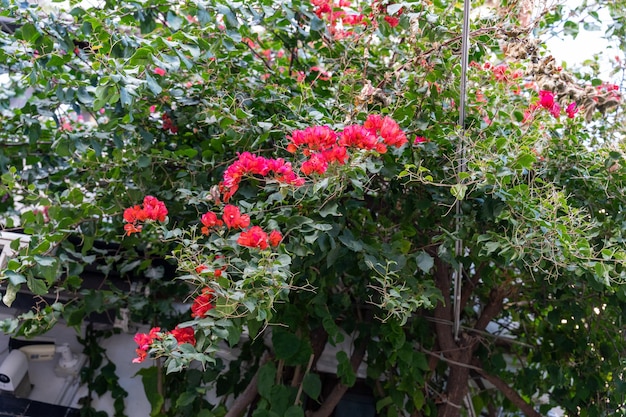 Foto uma árvore com flores vermelhas está na frente de um edifício