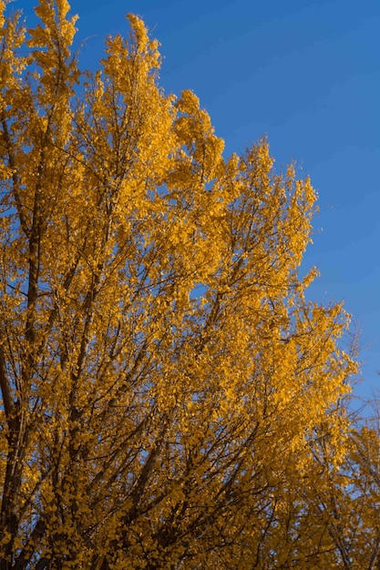 Uma árvore com folhas amarelas contra um céu azul