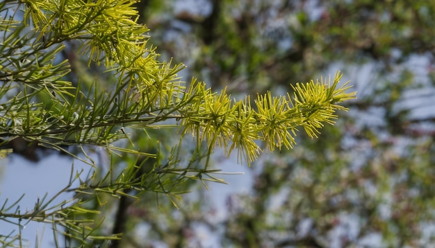 Uma árvore com folhas amarelas e verdes