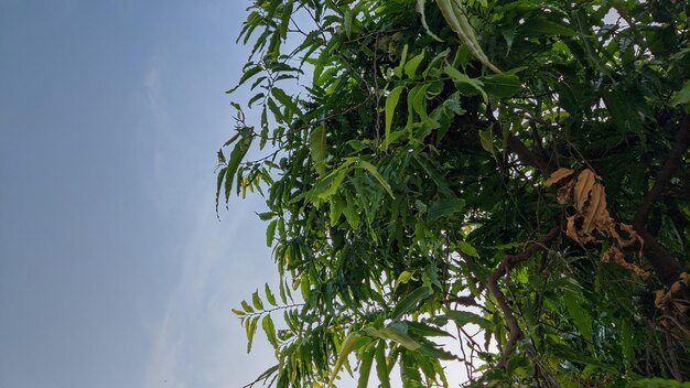 Uma árvore com folhas verdes e o céu ao fundo