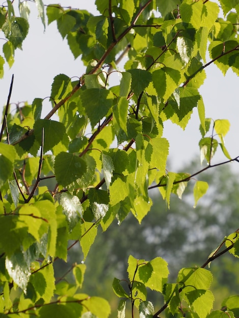 Uma árvore com folhas verdes e o céu é visível ao fundo.