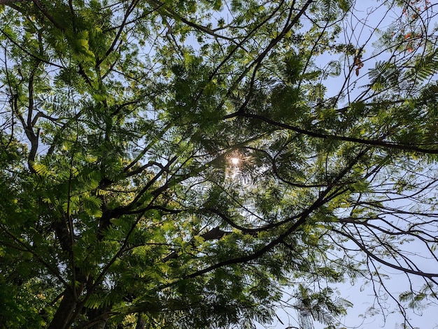 Uma árvore com folhas verdes e o sol brilhando através dela