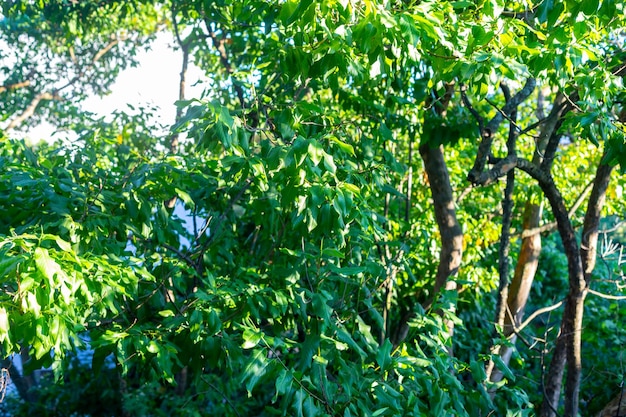 Foto uma árvore com folhas verdes e um céu azul ao fundo