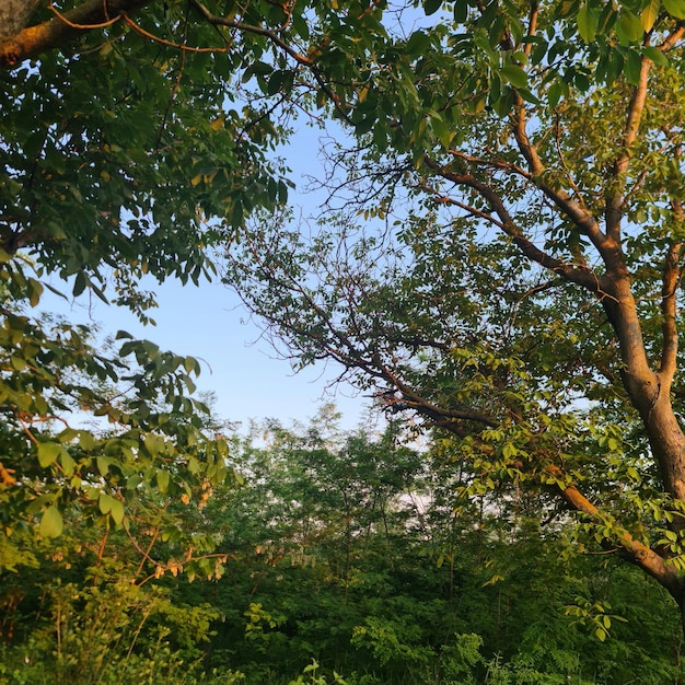 Uma árvore com folhas verdes e um céu azul ao fundo