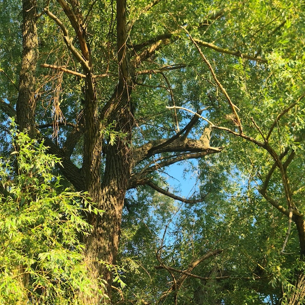 Uma árvore com folhas verdes e um céu azul atrás dela