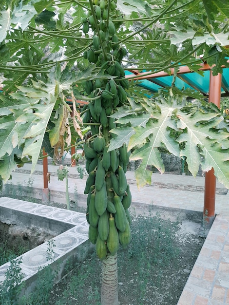 Uma árvore com folhas verdes e um monte de pepinos