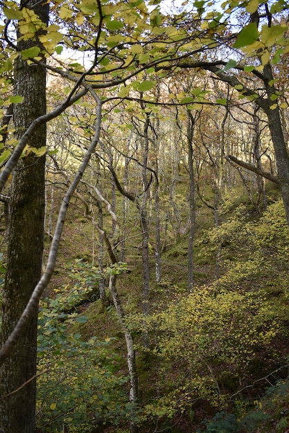 uma árvore com folhas verdes e um sinal que diz a floresta