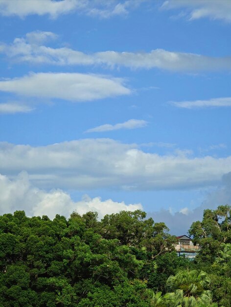 Uma árvore com folhas verdes e uma casa ao fundo