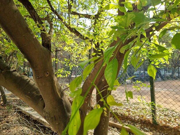 Foto uma árvore com folhas verdes e uma cerca ao fundo