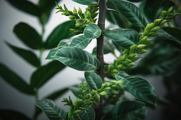 Uma árvore com folhas verdes e uma flor verde