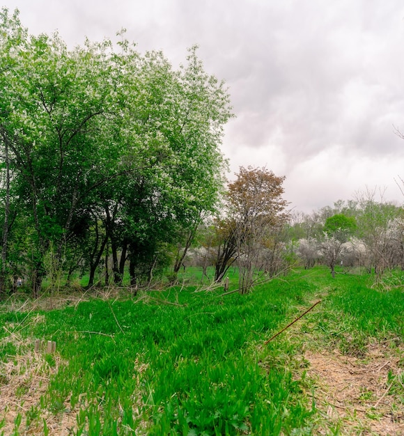 Uma árvore com folhas verdes está em um campo com um caminho que tem uma trilha.