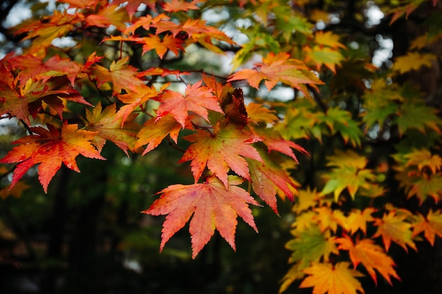 Uma árvore com folhas vermelhas e laranja que têm a palavra outono nela.