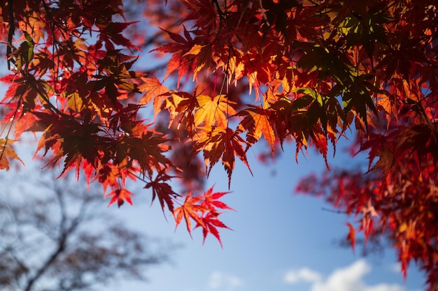 Uma árvore com folhas vermelhas no outono com o sol brilhando através das folhas.