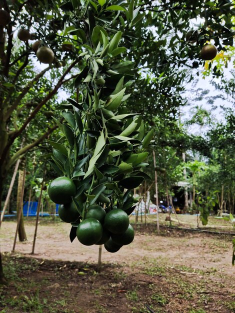 Uma árvore com frutas verdes nele