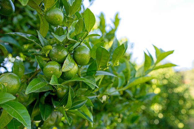 Uma árvore com laranjas verdes nela