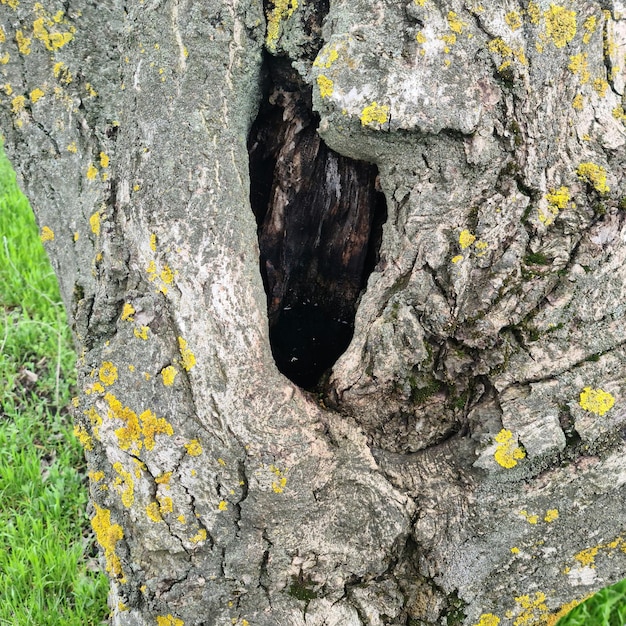 Uma árvore com um buraco que diz 'a palavra'