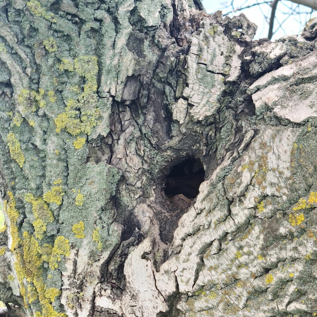 Uma árvore com um buraco que diz 'ninho'