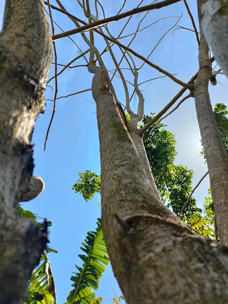 Uma árvore com um céu azul ao fundo