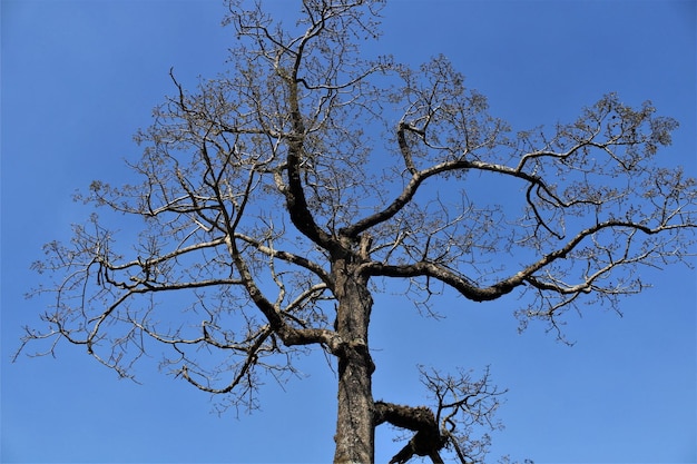 Foto uma árvore com um céu azul ao fundo