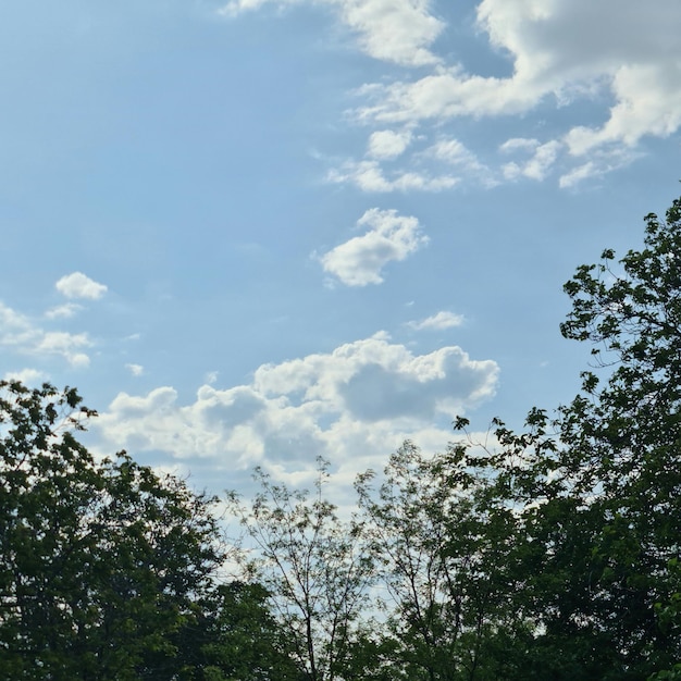 Uma árvore com um céu azul e nuvens