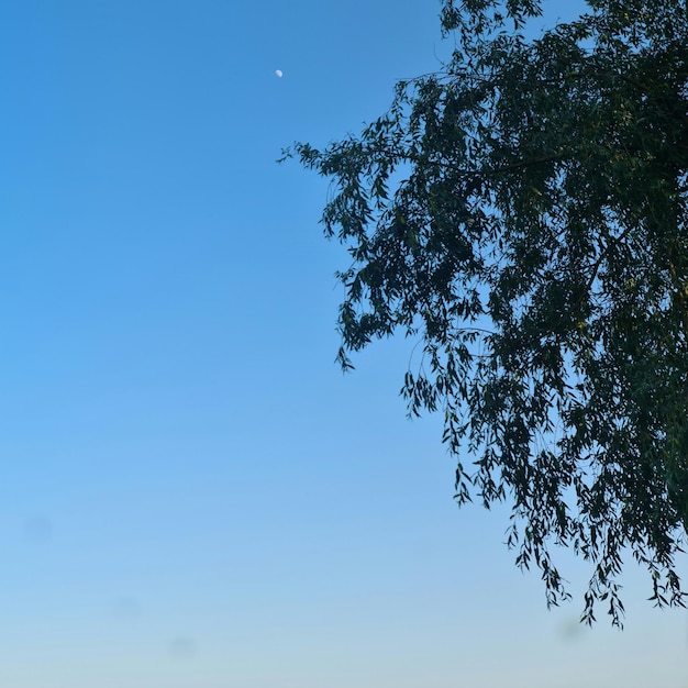 Uma árvore com um céu azul