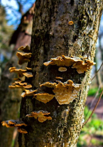 Foto uma árvore com um fungo amarelo nela