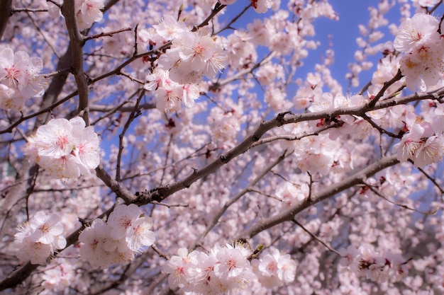 uma árvore com um ramo de flores cor-de-rosa e um céu azul atrás dela