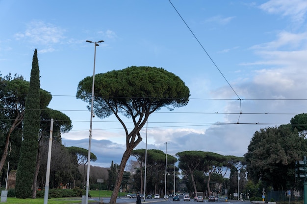 Uma árvore com um tronco longo está no meio de uma rua da cidade