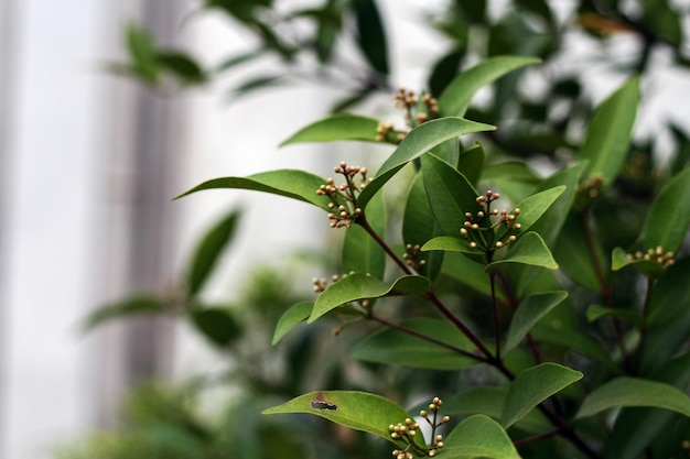 Uma árvore com uma flor no centro