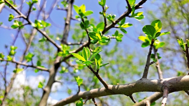 uma árvore com uma folha verde que diz primavera