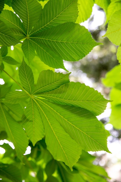 Foto uma árvore com uma folha verde que diz que te amo