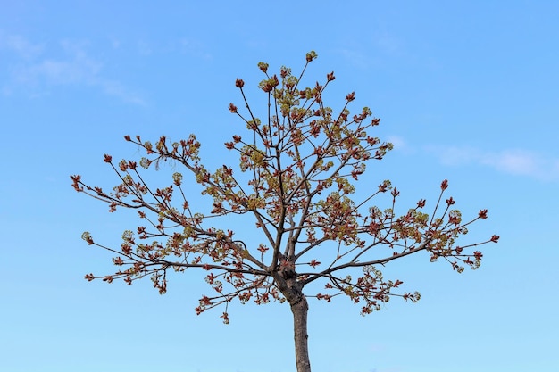 Uma árvore contra um céu azul claro O conceito de um pôster ambiental ou uma metáfora para a saúde