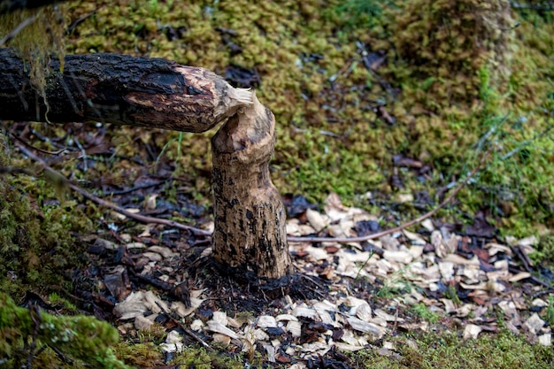 Uma árvore cortada por um castor