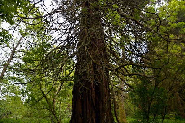 Uma árvore da floresta com um tronco grosso com galhos retorcidos com folhas verdes Vista de baixo