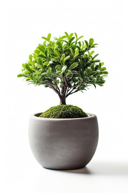 Uma árvore de bonsai em uma panela em um fundo branco