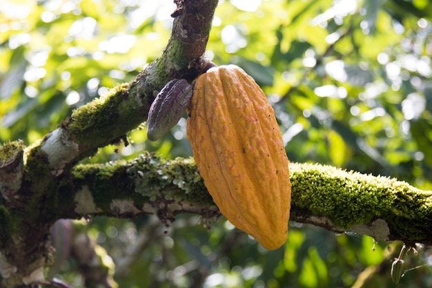 Uma árvore de cacau com vagens de cacau na plantação de cacau.