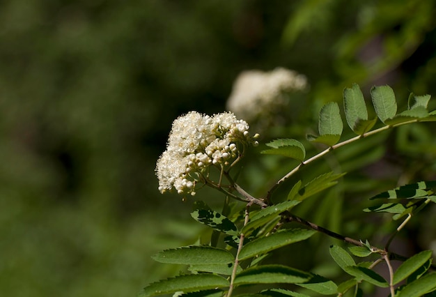 Uma árvore de floração Rowan em uma manhã ensolarada região de Moscou Rússia