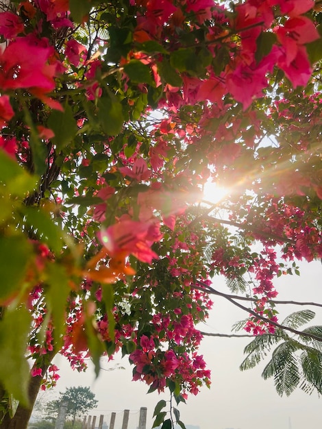 Foto uma árvore de flores rosa com o sol brilhando através das folhas