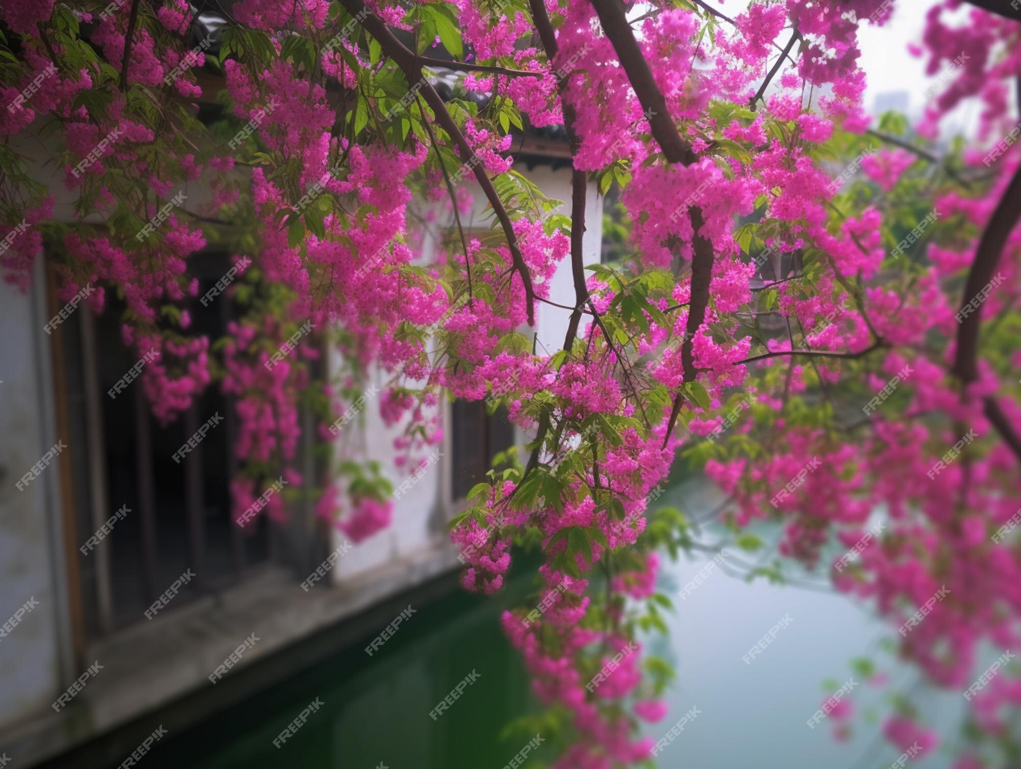 Um prédio rosa e branco com uma árvore ao fundo que diz flor de cerejeira.